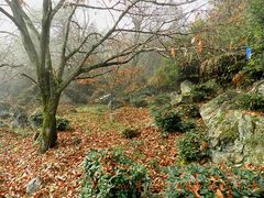 -祁门牯牛降观音堂风景区