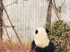 -成都大熊猫繁育研究基地