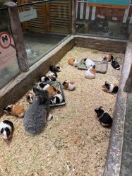 -造物庄园 萌宠纪(苏州湾歌林公园店)