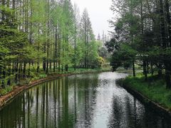 -上海滨江森林公园