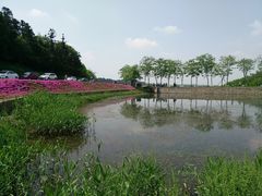 -大塘金香草谷
