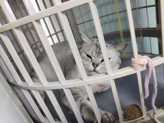 -天时宠物医院24小时疑难病例会诊中心(顾乡大街总院)