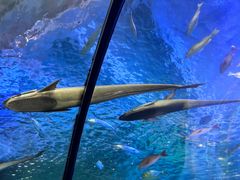 -太平洋海底世界