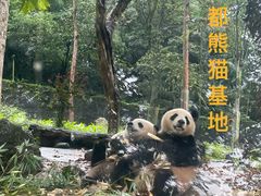 -都江堰中华大熊猫苑