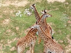 -广州长隆野生动物世界