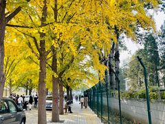 -三里屯东五街银杏大道