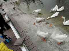 -北京鹿世界主题园