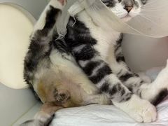 -北京观赏动物医院·24小时大型综合·猫专科·异宠专科