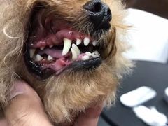 -八公叔叔宠物美容连锁(春申店)