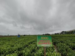 -中华茉莉园