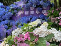 -上海滨江森林公园