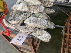 桑拿蚝-蚝专家(北滘店)