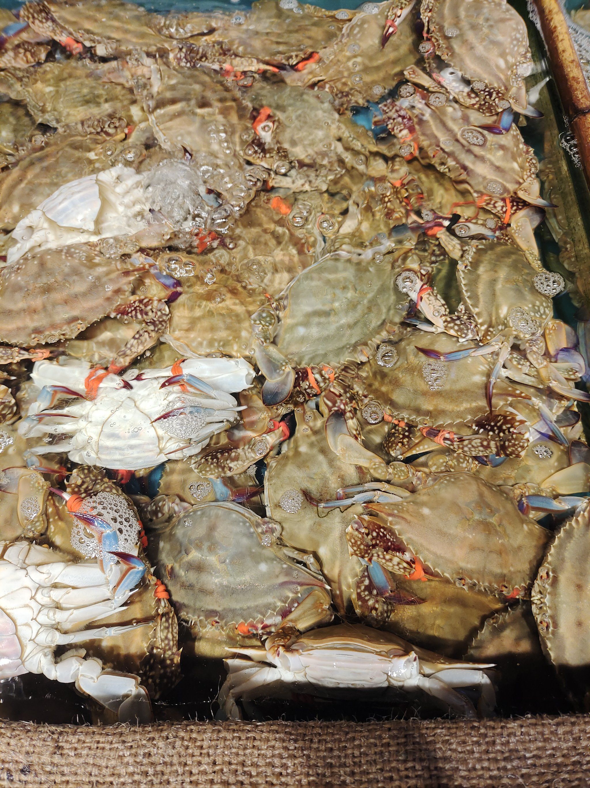 大螃蟹的魅力诱惑