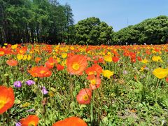 -上海共青森林公园