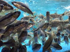 -曾牛土菜(捷瑞达店)