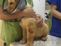 -芭比堂动物医院·24小时·眼科中心(深圳中心)