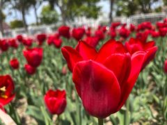 -玄武湖景区-情侣园游乐场