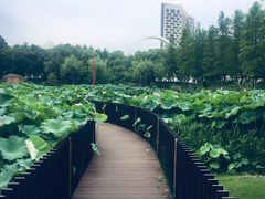 -陈家山荷花公园