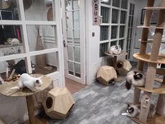 -楼上猫咖(罗湖店)