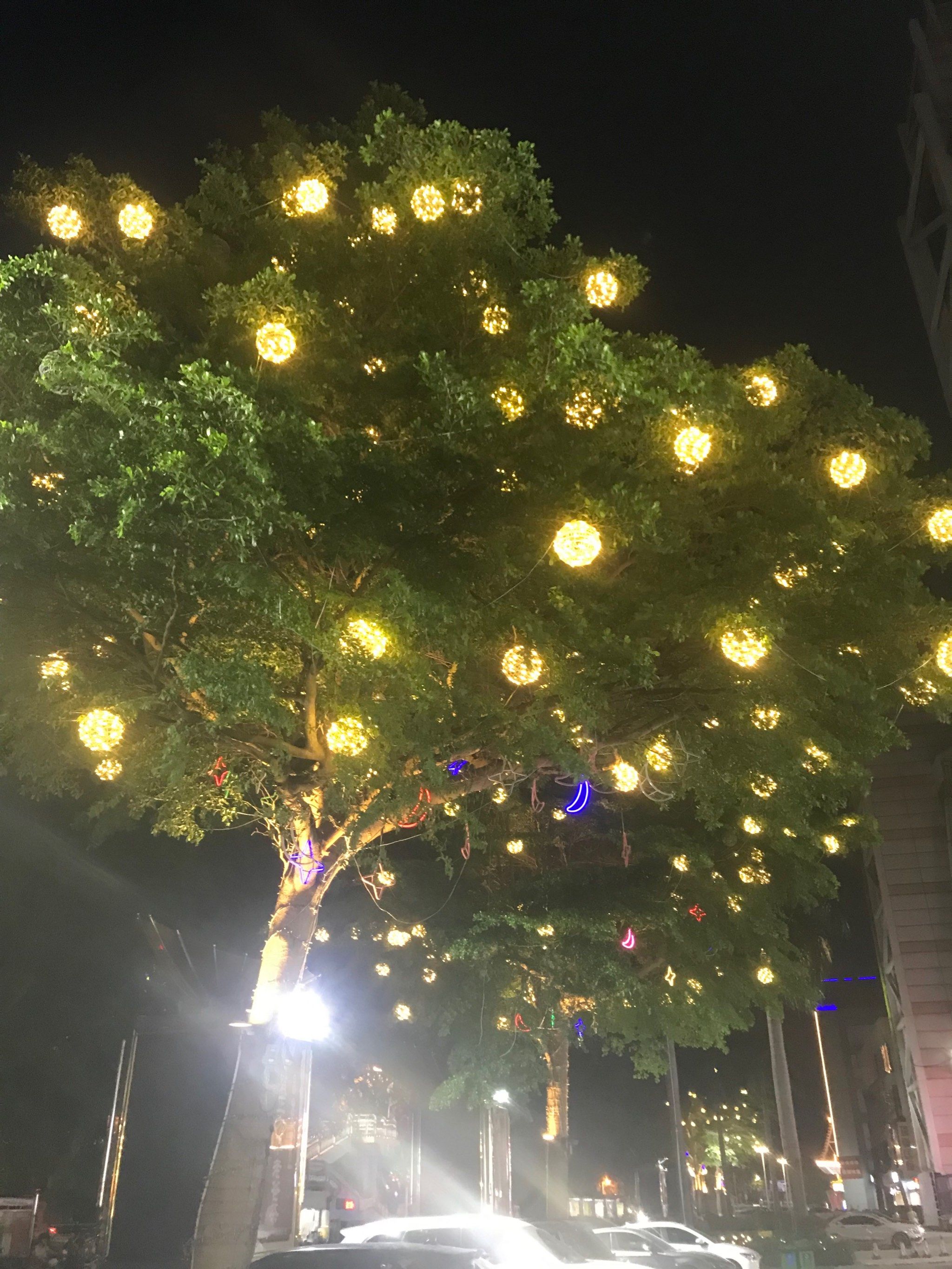 0元玩转这座城\n夜晚看到树上的灯亮起来,发出暖色的光,心情就愉悦