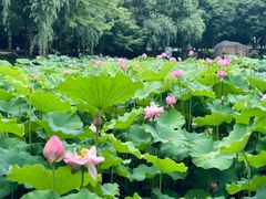 -陈家山荷花公园