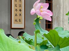 -古德寺