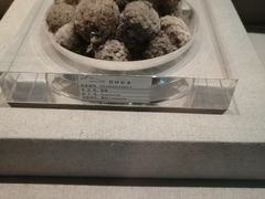 -青藏高原自然博物馆