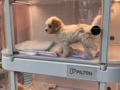 -翊宠yipet猫狗购宠庄园犬舍•猫舍