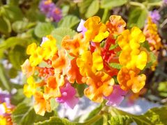 -芒洲湿地公园