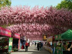 -南汇桃花村