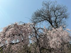 -西安青龙寺遗址景区