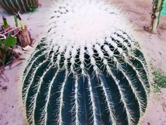 -南宫五洲植物乐园