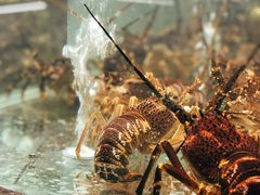 -甄御•海鲜新青岛菜(麦岛店)