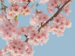 -顾村公园