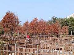 -五缘湾湿地公园
