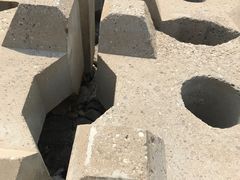 -东疆建设开发纪念公园