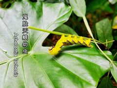 -广州市流溪河国家森林公园