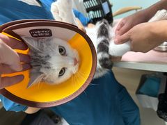-嘉馨宠物医院·CT影像转诊·心脏科·犬猫全科诊疗中心(下沙大学城院区)