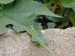 -北京西山国家森林公园