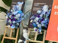 -拾花记花艺·求婚·订婚·生日布置(高新店)