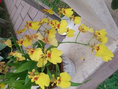 -广州兰圃