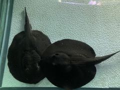 -上海海洋水族馆