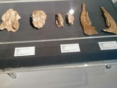 -北京周口店北京人遗址博物馆