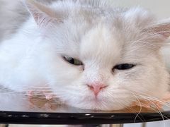 -共舞时光猫咖·狗咖(新街口店)