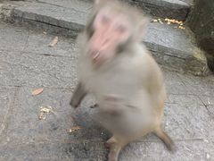 -姑婆山旅游区
