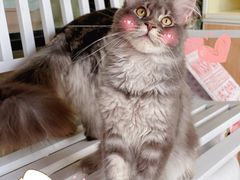 -十年猫舍·猫咪专门店(普陀店)