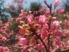 -白塘生态植物园