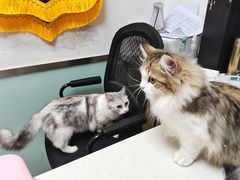 -欣宠猫屋·矮脚拿破仑·蓝金金渐层