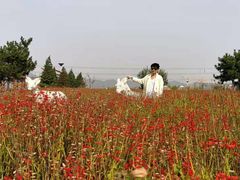 -羊亭河湿地公园