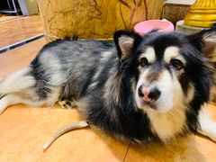 -more than meow吴止猫主题餐厅(承德 中船汇店)